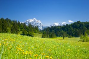 alpen panorama mit wiese im vordergrund